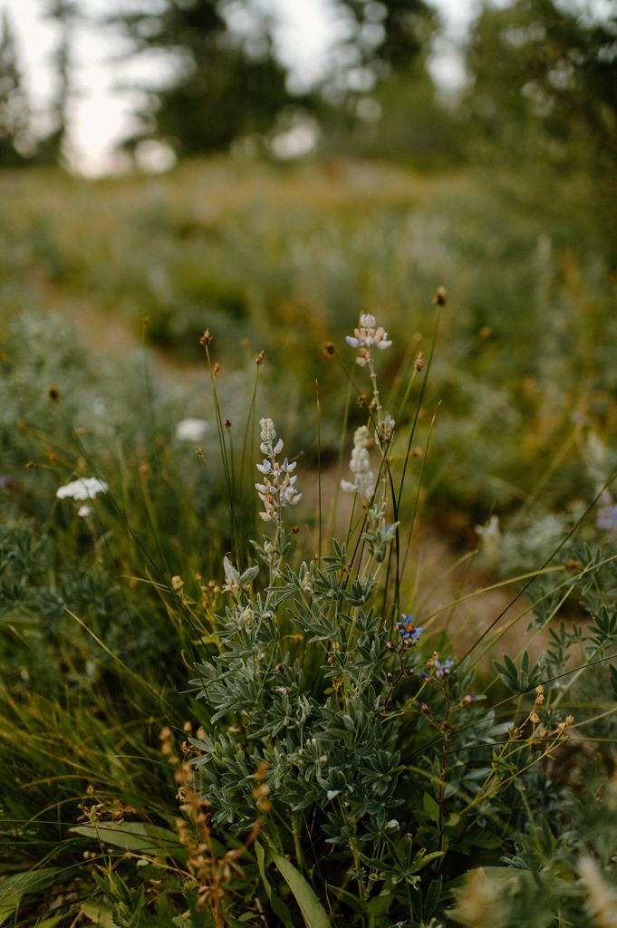 Bogus Basin Idaho Mountain Engagement Photos