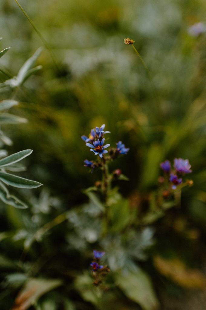 Wildflowers in Boise Idaho