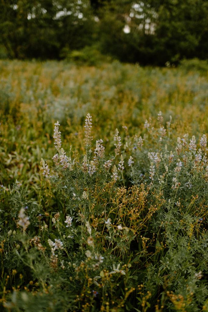 Bogus Basin Idaho Summer Wildflowrs