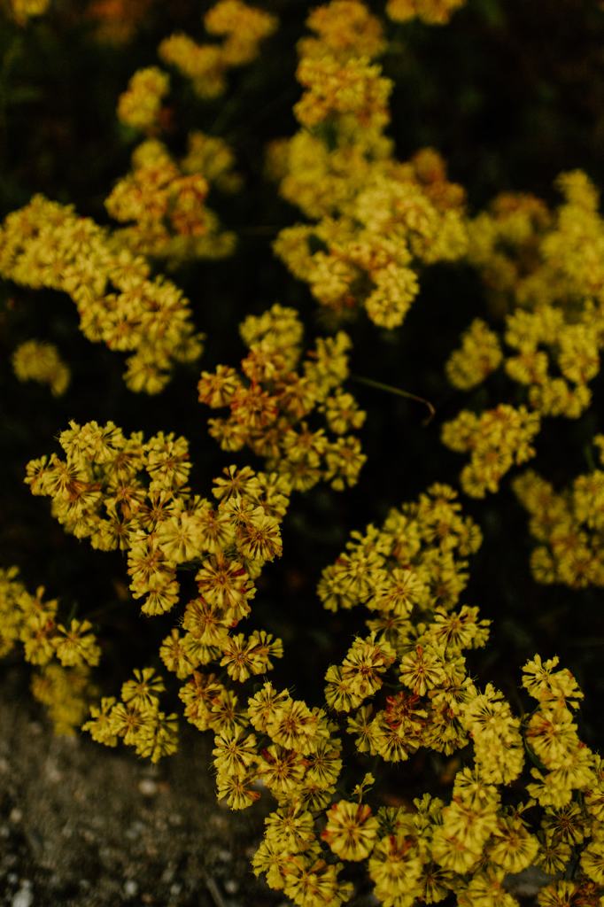 Wildflowers on Bogus Basin Boise idaho