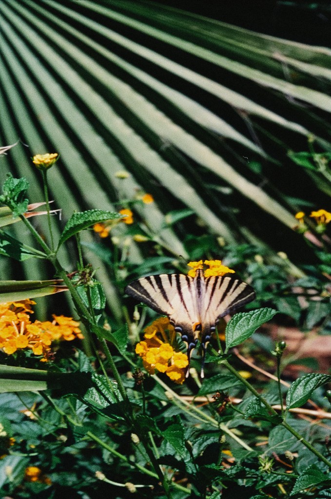 Sicily Italy Travel Photography 35mm Portra 400 Film